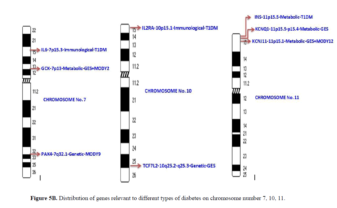 Diabetes Mellitus Types Key Genetic Determinants And Risk - 