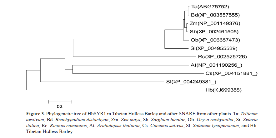 geneticsmr-Cloning-functional-characterization-Phylogenetic