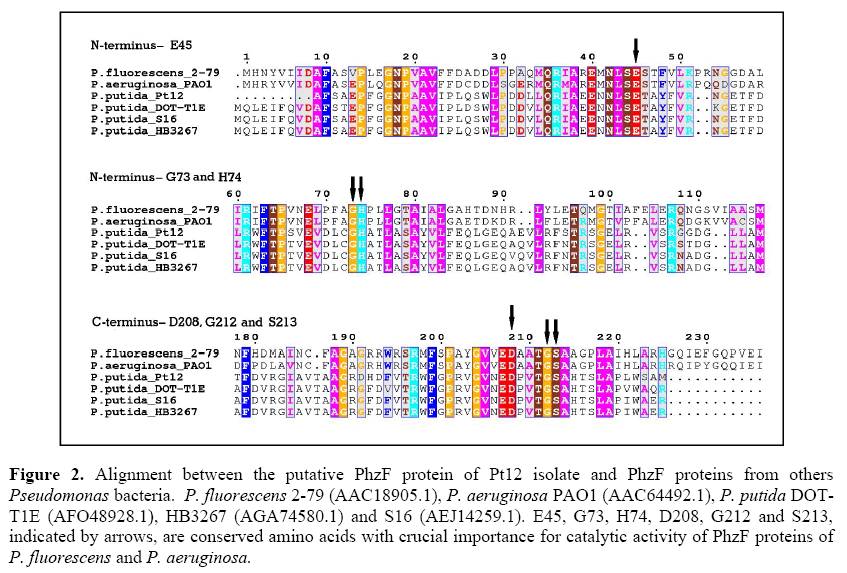 geneticsmr-Detection-sequences-related-putative-PhzF