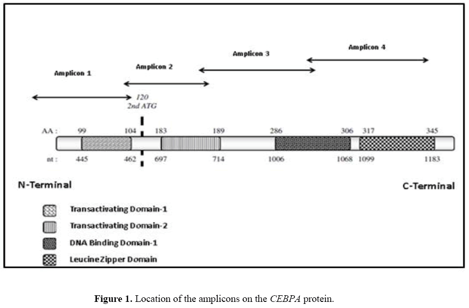 geneticsmr-Determination-CEBPA-mutations-CEBPA-protein geneticsmr-Determination-CEBPA-mutations-CEBPA-protein