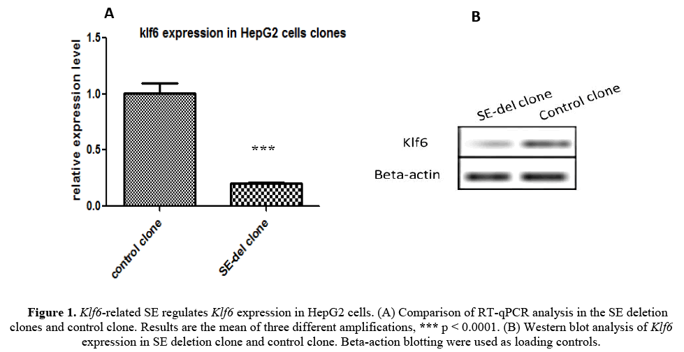 geneticsmr-Disruption-Klf6-Related-Klf6-expression