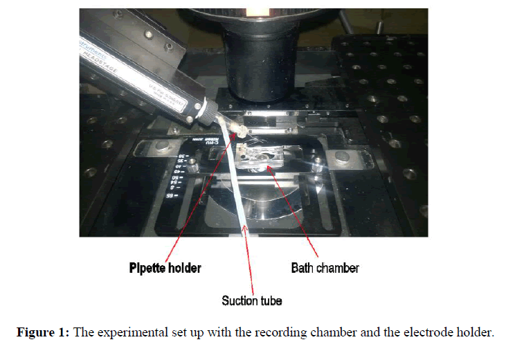 geneticsmr-Electroporation-induced-GMR-electrode-holder