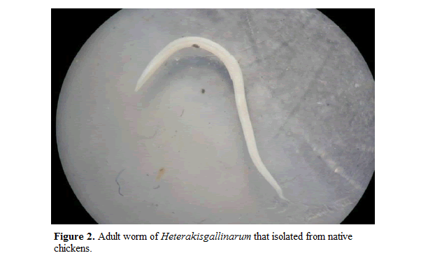 geneticsmr-Epidemiological-pathological-studies-Adult-worms