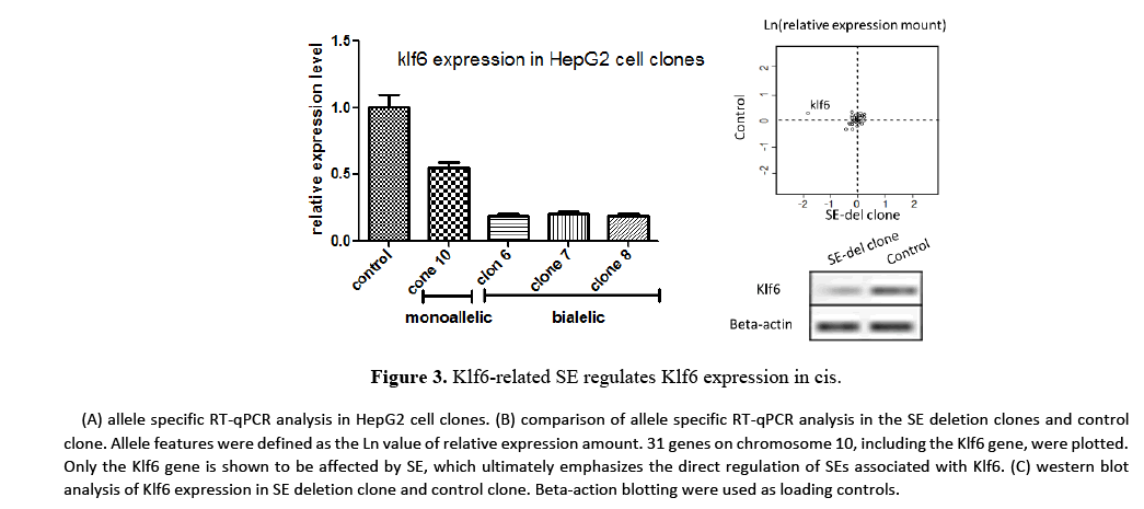 geneticsmr-Identification-Klf6-Klf6-expression