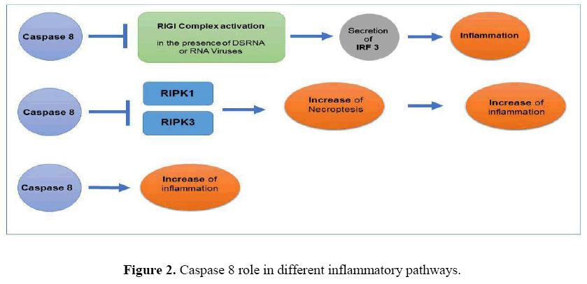 geneticsmr-Investigation--apoptosis-inflammatory-pathways