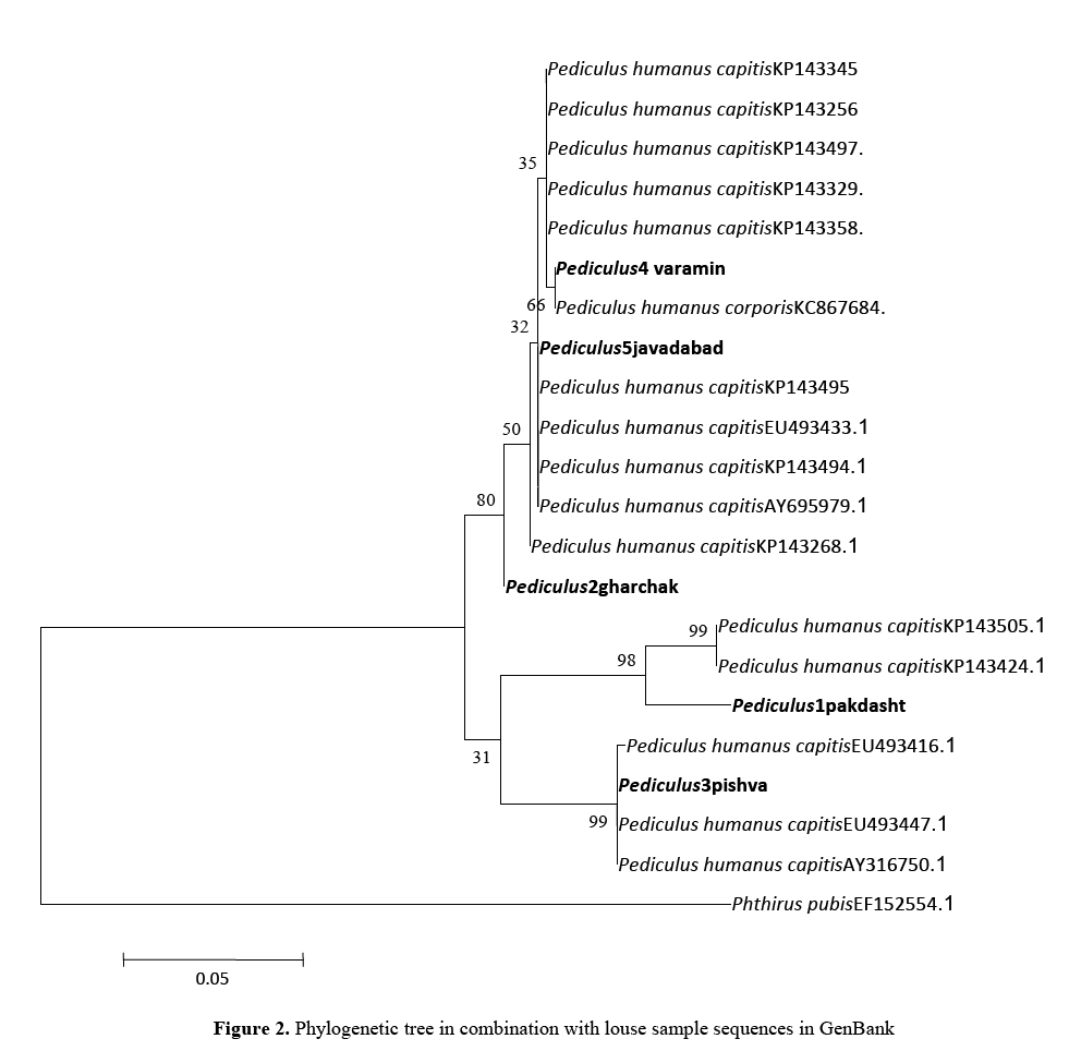 geneticsmr-Mitochondrial-diversity-Phylogenetic-tree