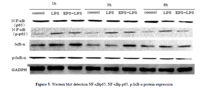 geneticsmr-The-effect-EPS-LPS-injure-western-blot