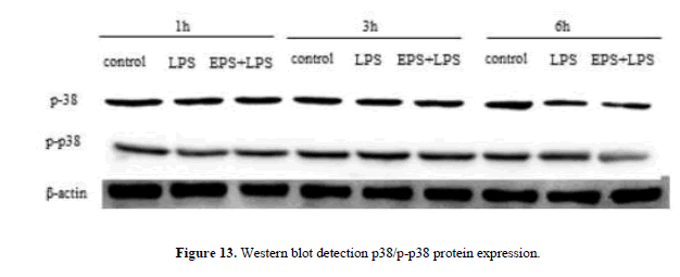 geneticsmr-The-effect-EPS-LPS-injure-western-blot-detection