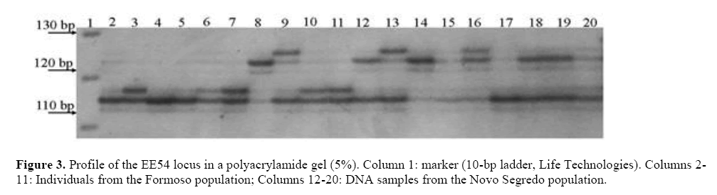 geneticsmr-Transferability-heterologous-microsatellite-polyacrylamide-gel
