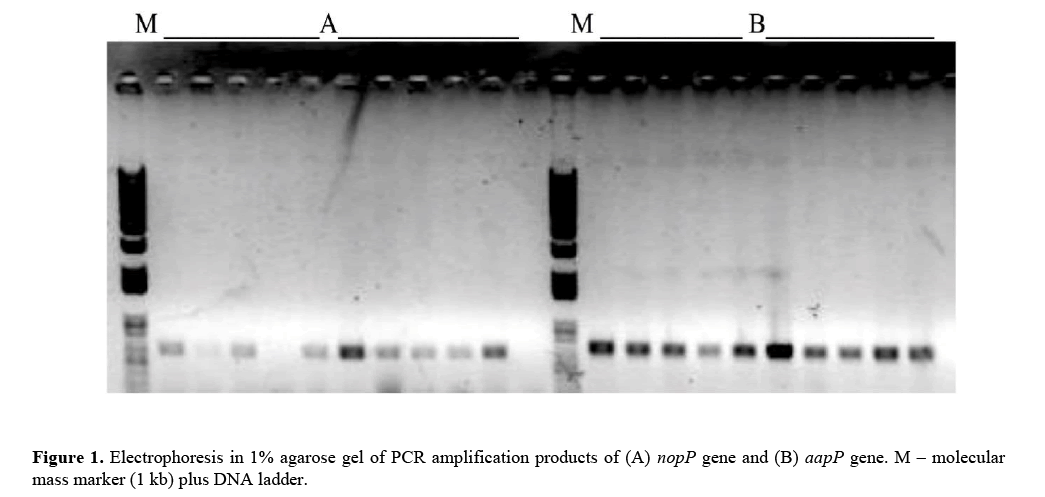 geneticsmr-aapP-nopP-PCR-amplification