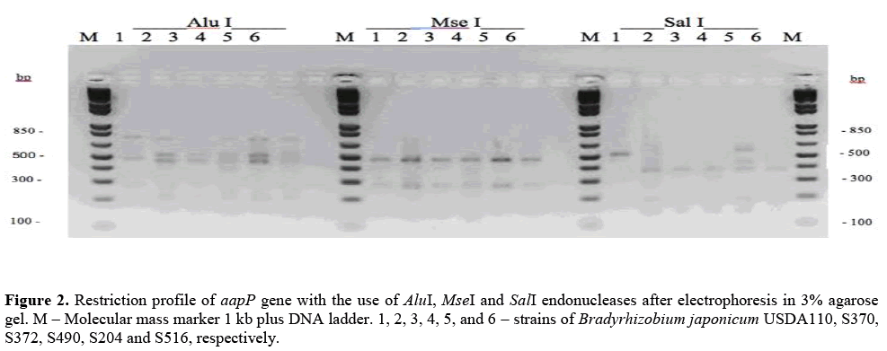 geneticsmr-aapP-nopP-aapP-gene