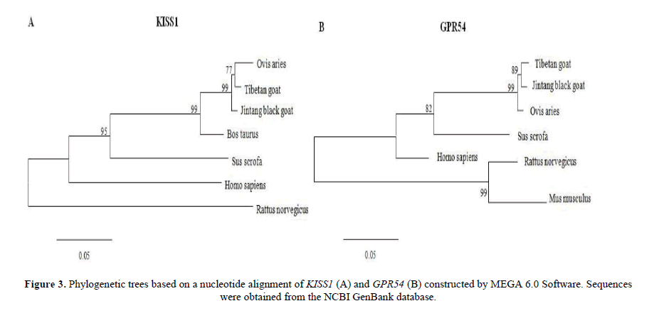 geneticsmr-comparing-KISS1-GPR54-genes-Phylogenetic