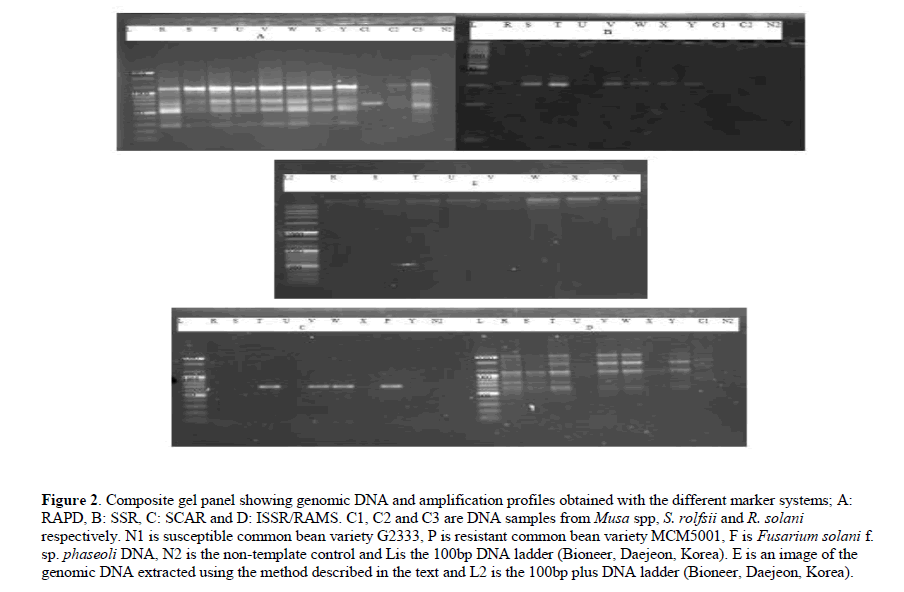geneticsmr-dNA-extraction-silica-gel-genomic