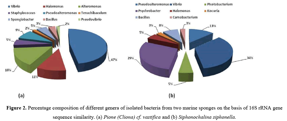 geneticsmr-marine-sponges-isolated-bacteria
